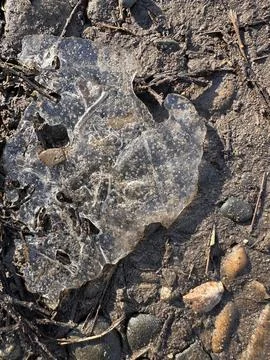 Ice Sheet on Natural Mud Surface 스톡 사진