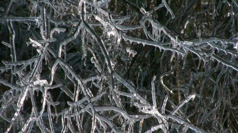Ice Showering Over Branches Stock Footage 836144