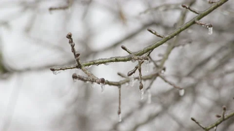 Ice sickles on tree branches during winter freeze Stock Footage 148594601
