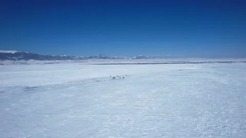 Ice steppe in winter. All under the snow Stock Footage 232984293