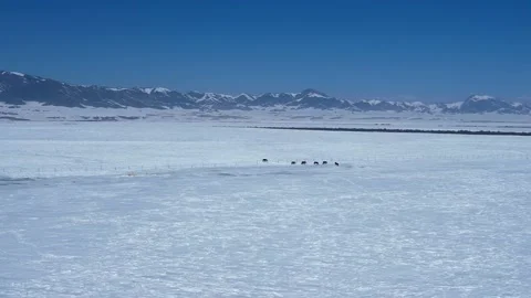 Ice steppe in winter. All under the snow Stock Footage 232984714