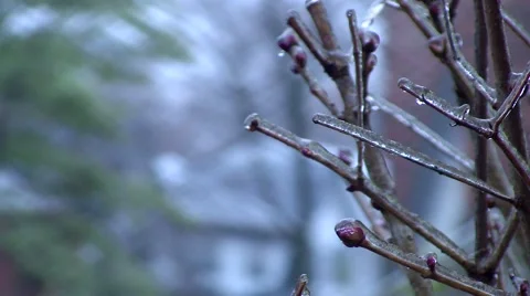 Ice Storm - Close Up of Ice Covered Bush Stock Footage 42934088