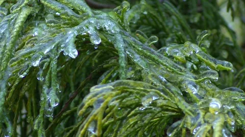 Ice Storm - Close Up of Ice Covered Evergreen Stock Footage 42934147