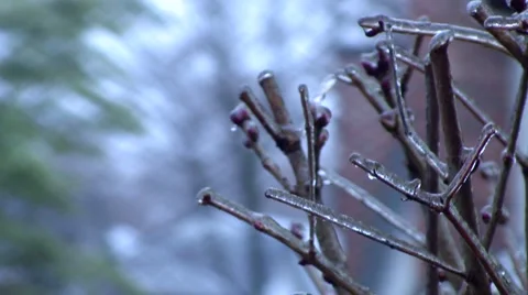 Ice Storm - Close Up of Ice Covered Bush Pan Down Stock Footage 42934193