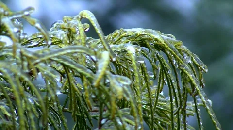 Ice Storm - Close Up Ice Covered Evergreen Stock Footage 42934230