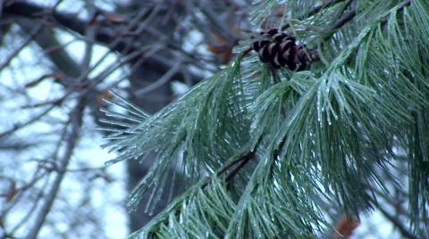 Ice Storm - Close Up Ice Covered Evergreen Branch Stock Footage 42934324