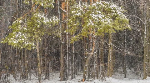 Ice storm in the dense forest Video stock 51484810