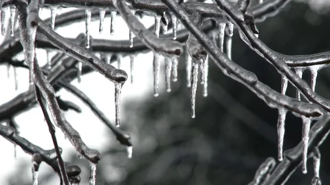 Ice Storm Frozen Tree In Winter Vídeo Stock 70537894