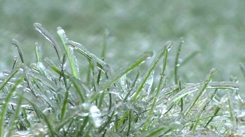 Ice Storm - Ice Covered Grass Rack Focus Stock Footage 42934113