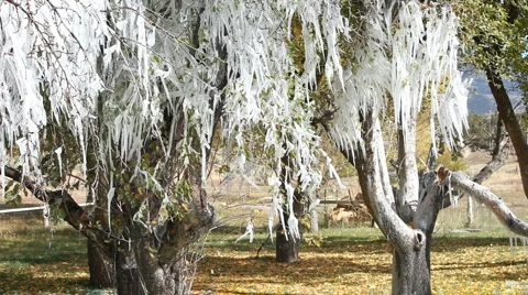 Ice storm winter in fruit orchard P HD 8033 Stock Footage 905852