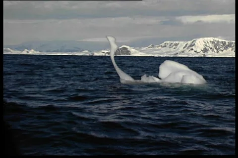 Ice Swan 動画素材 69669