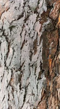 Ice on tree bark, abstract texture of thin ice and wood Фото