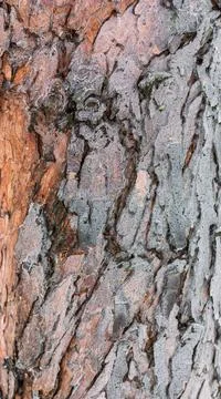 Ice on tree bark, abstract texture of thin ice and wood Stock Photos