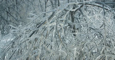 Ice on a tree branch Stock Footage 143854333