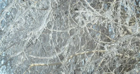 Ice on a tree branch Stock-Footage 143857675