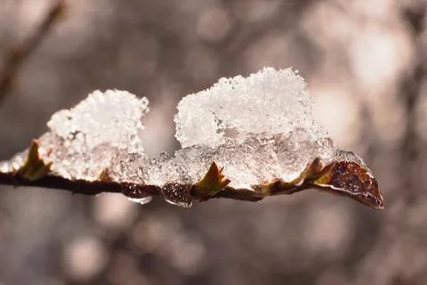 Ice on a tree branch in sunset light. Stock Photos