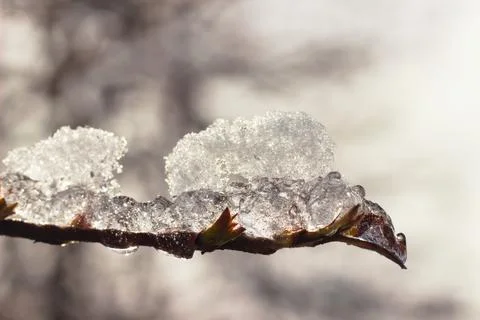 Ice on a tree branch in sunset light. Stock Photos