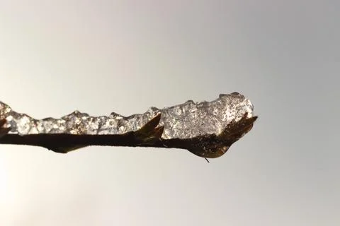 Ice on a tree branch in sunset light. Stock Photos