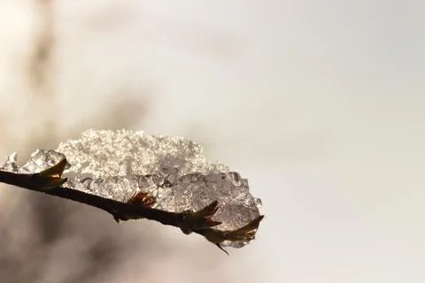 Ice on a tree branch in sunset light. Stock Photos