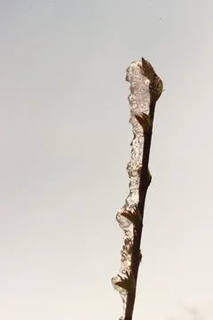 Ice on a tree branch in sunset light. Stock Photos