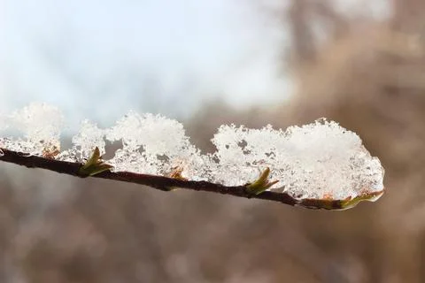 Ice on a tree branch in sunset light. Stock Photos