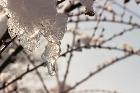 Ice on a tree branch in sunset light. Stock Photos