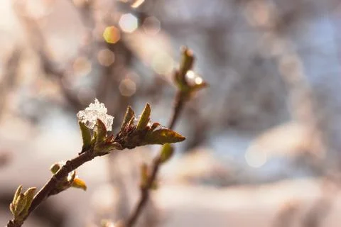Ice on a tree branch in sunset light. Stock Photos
