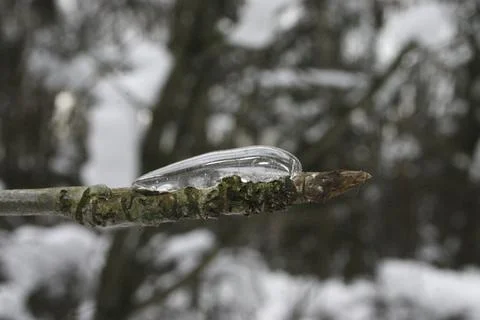 Ice on a tree branch in winter forest, closeup of photo Stock Photos