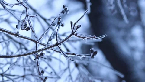 Ice on tree branches close-up. Frozen forest. Winter Stock Footage 326063473