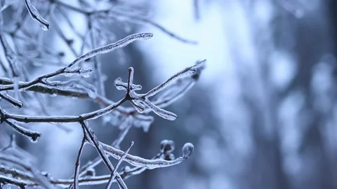 Ice on tree branches close-up. Frozen forest Stock Footage 326063480