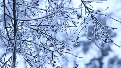 Ice on tree branches close-up. Frozen forest. Winter Stock Footage 326063481