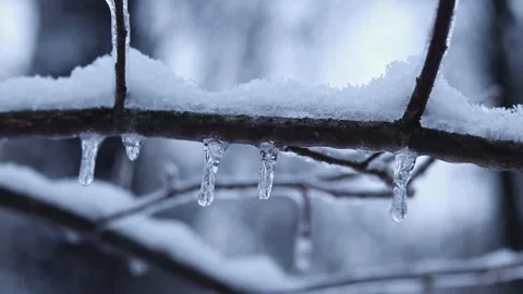 Ice on tree branches close-up. Frozen forest. Winter Stock Footage 326063657