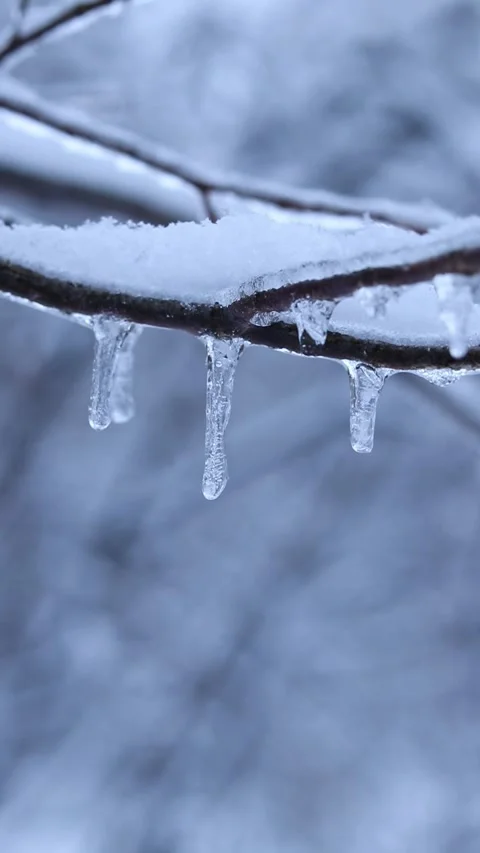 Ice on tree branches close-up. Frozen forest. Winter Stock Footage 326063659