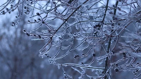Ice on tree branches close-up. Winter Stock Footage 326063602
