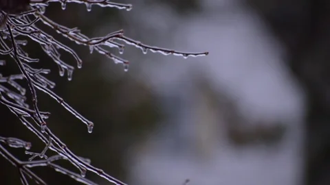 Ice on tree branches Video stock 71211001