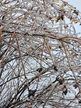 Ice on tree branches. Icy branches of bushes Stock-Fotos