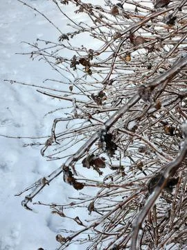 Ice on tree branches. Icy branches of bushes Stock Photos