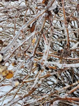 Ice on tree branches. Icy branches of bushes Stock Photos
