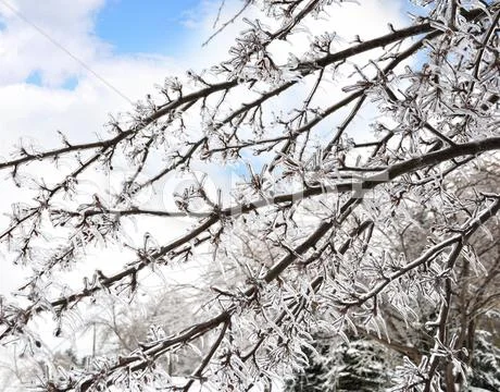 Ice on the tree branches Stock Photos