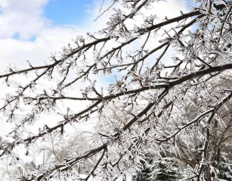 Ice on the tree branches Stock Photos