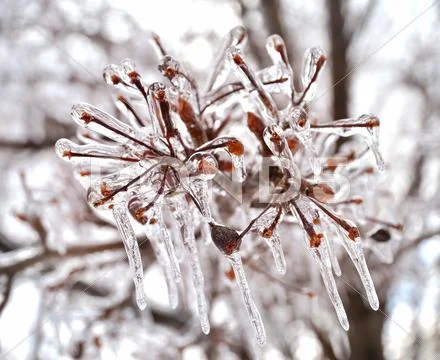 Ice on a tree branches Stock Photos