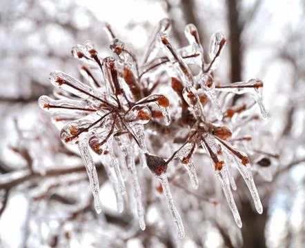 Ice on a tree branches Stock Photos