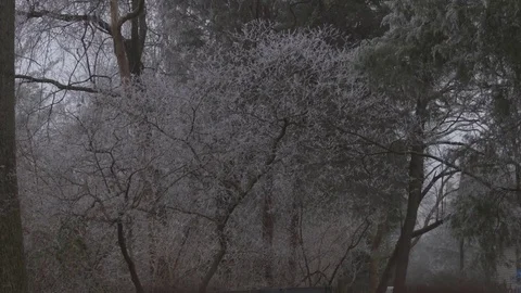 Ice on tree branches tight Stock Footage 76327024