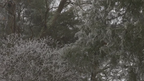 Ice on tree branches tight Stock Footage 76327046