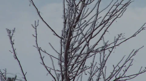 Ice Tree Stock Footage 36281462