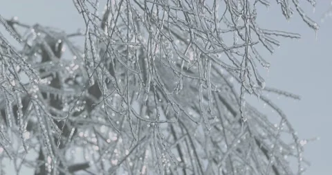 Ice on tree Stock-Footage 143853855