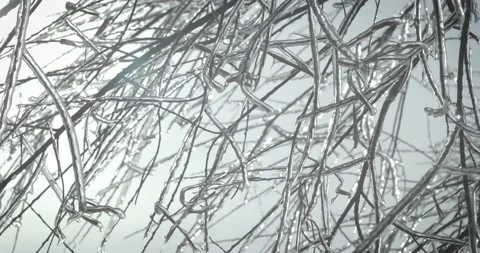 Ice on tree Stock-Footage 143854279