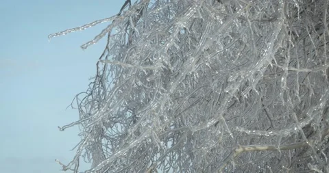 Ice on tree Stock Footage 143857649