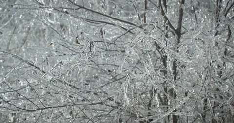 Ice on tree Stock-Footage 143859035