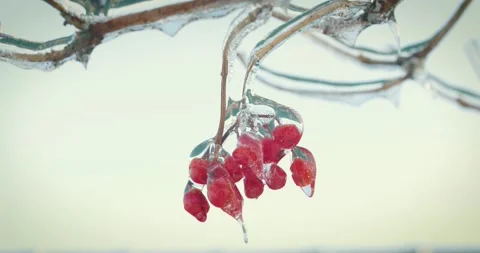 Ice tree Stock-Footage 143859344